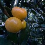 Garcinia cochinchinensis 果実