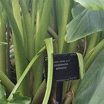 Zantedeschia aethiopica Bark