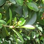 Clusia minor Fruto