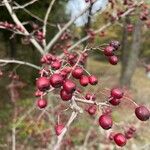 Crataegus laciniata Frucht