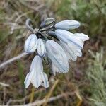 Triteleia grandiflora Цветок