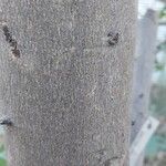 Sclerocarya birrea Rinde