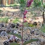 Epipactis atrorubens موطن