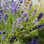 Lavandula angustifoliaFlower