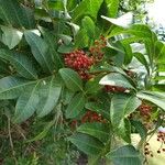 Schinus terebinthifolius List