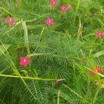 Ipomoea quamoclit Fleur