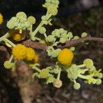 Vachellia pennatula Flor