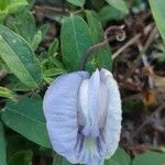 Centrosema virginianum Blüte