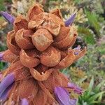 Puya glomerifera Λουλούδι