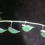 Tinospora crispa Hoja