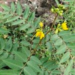Cassia occidentalis ফুল