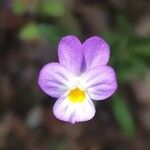 Viola bicolor Fiore
