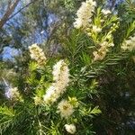 Melaleuca alternifolia फूल