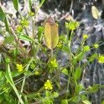 Ranunculus longipes 花