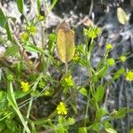 Ranunculus longipes Flower