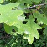 Quercus robur 葉