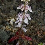 Collinsia tinctoria Buveinė