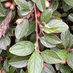 Cotoneaster franchetii Hoja