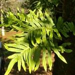 Polypodium cambricum Frunză
