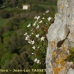 Saxifraga fragilis অভ্যাস