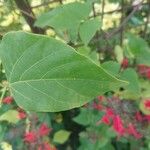 Cochliasanthus caracalla Hoja
