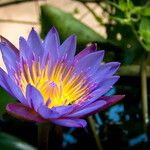 Nymphaea nouchali花