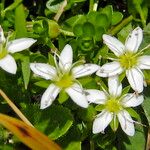 Arenaria biflora Floare
