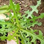 Lactuca canadensis Листок