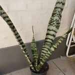 Sansevieria trifasciata পাতা