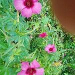 Hibiscus cannabinus Агульны выгляд