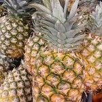 Ananas comosus Fruit