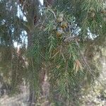 Juniperus oxycedrus Folha