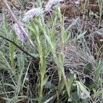 Globularia vulgaris Fiore