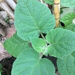 Physalis pubescens Leaf