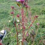 Nerophila senegambiensis Habit