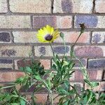 Dimorphotheca sinuata Flower