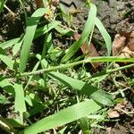 Leersia oryzoides Feuille