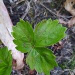 Fragaria virginiana Hoja