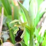 Ophrys arachnitiformis മറ്റ്