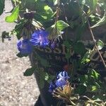 Ceratostigma plumbaginoidesBlüte