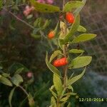 Lycium chinense Fruit