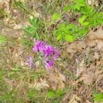 Phlox pilosa Flor