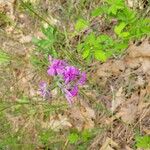 Phlox pilosa Flower