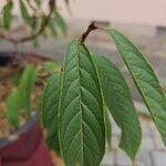 Prunus serrula Hoja