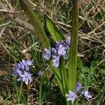 Scilla monophyllos Habit