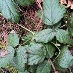 Rubus ursinus Leaf