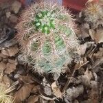 Echinocereus pectinatus Fuelha