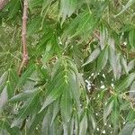 Fraxinus angustifolia Blatt