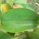 Costus spicatus Feuille