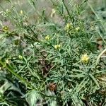 Reseda lutea Blad